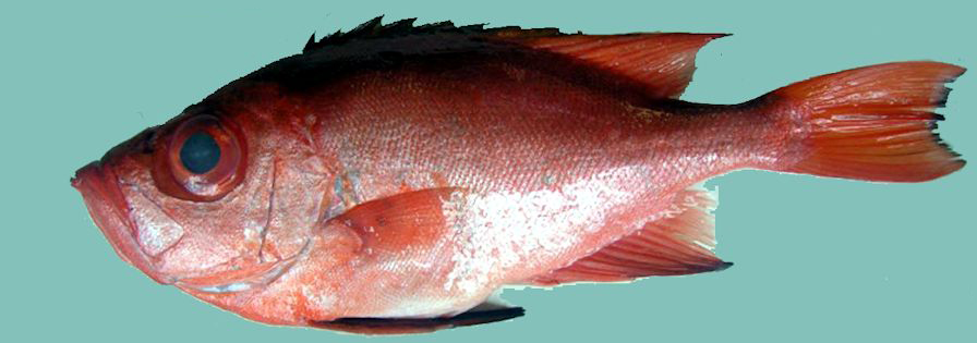 Priacanthus arenatus_04.jpg